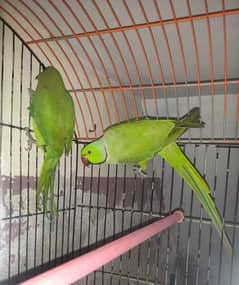 Ringneck Pair For Sale