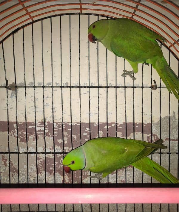 Ringneck Pair For Sale 1