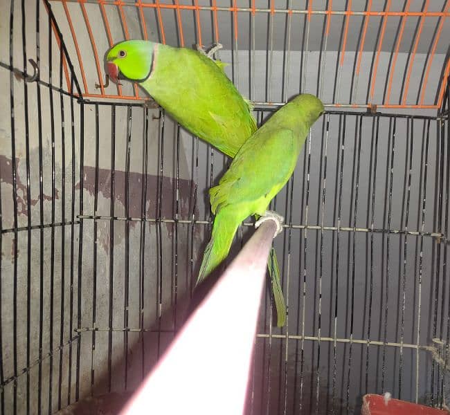 Ringneck Pair For Sale 2