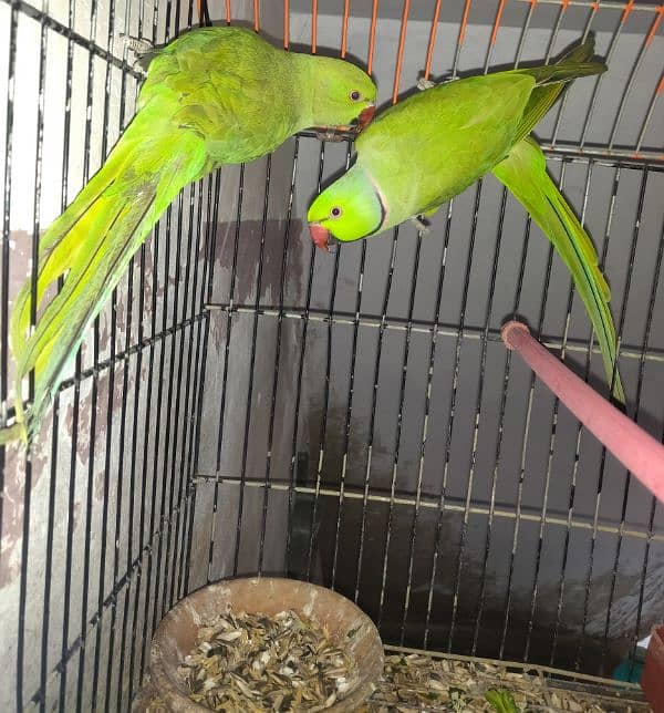 Ringneck Pair For Sale 3