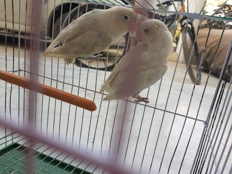 albino breeder pair for sale 2