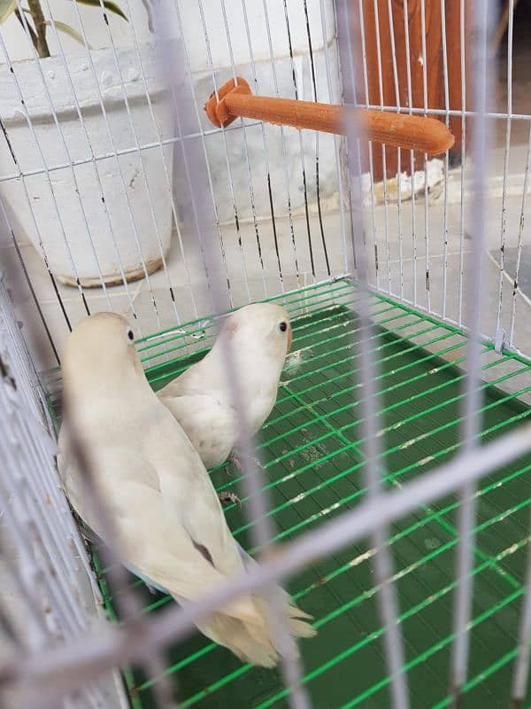 albino breeder pair for sale 3