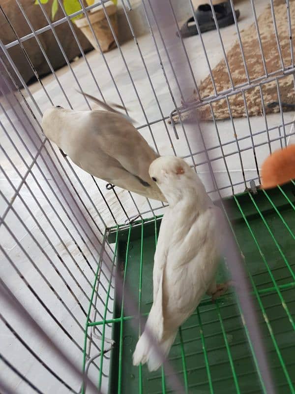 albino breeder pair for sale 4