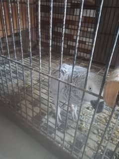 Grey parrot breeder pair