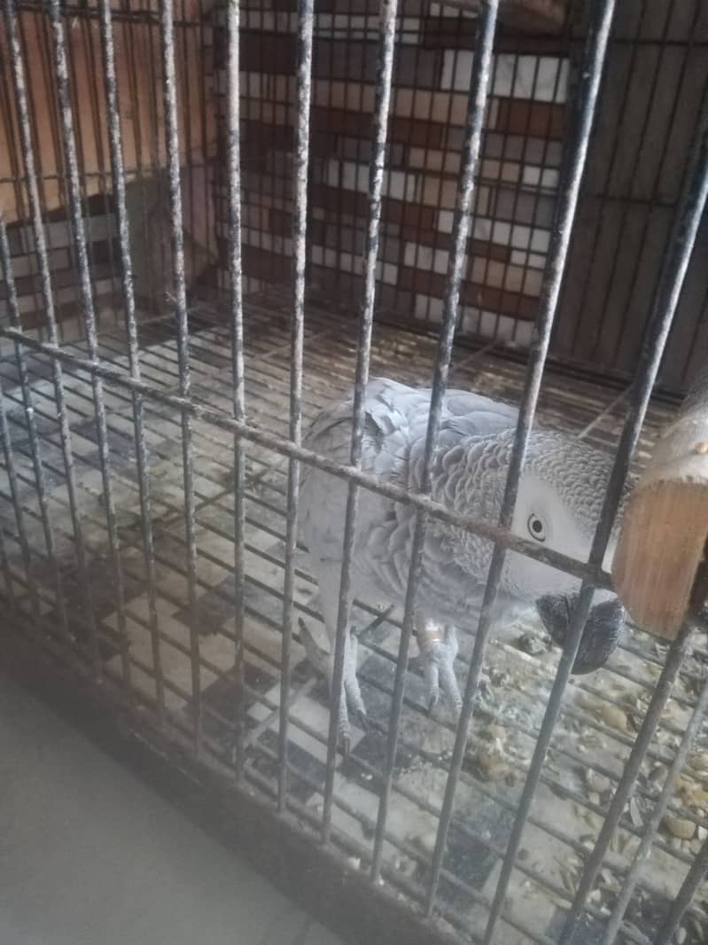 Grey parrot breeder pair 0