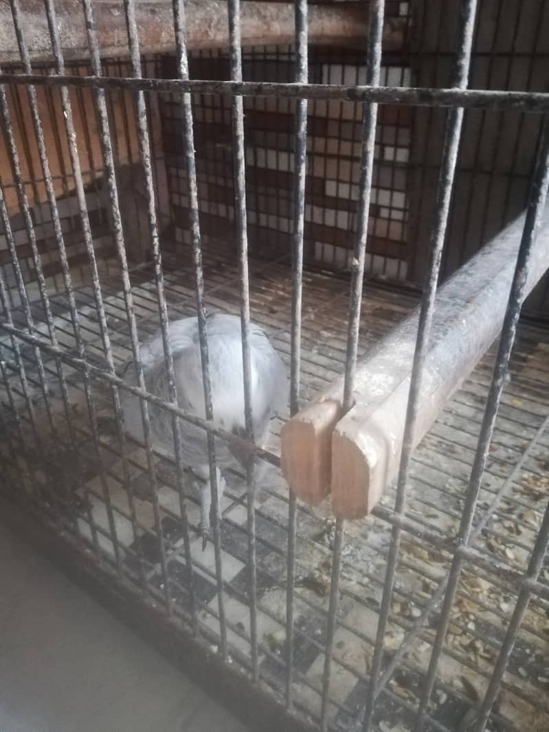 Grey parrot breeder pair 1