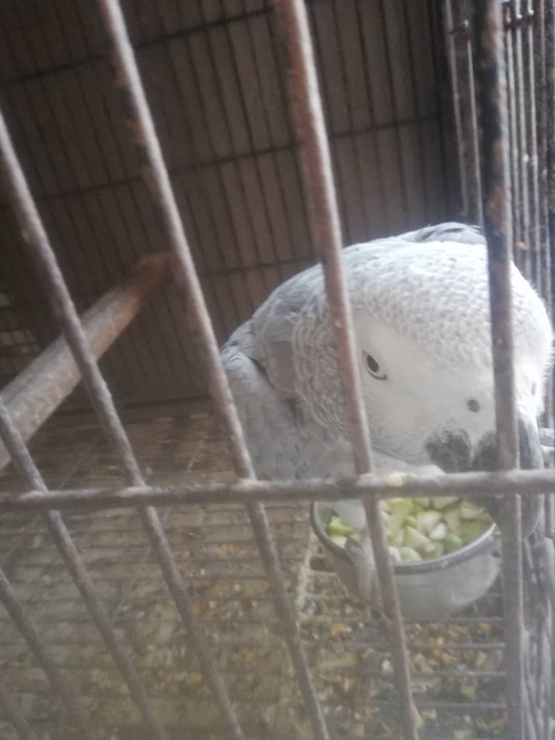 Grey parrot breeder pair 2