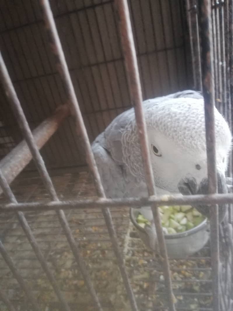 Grey parrot breeder pair 3