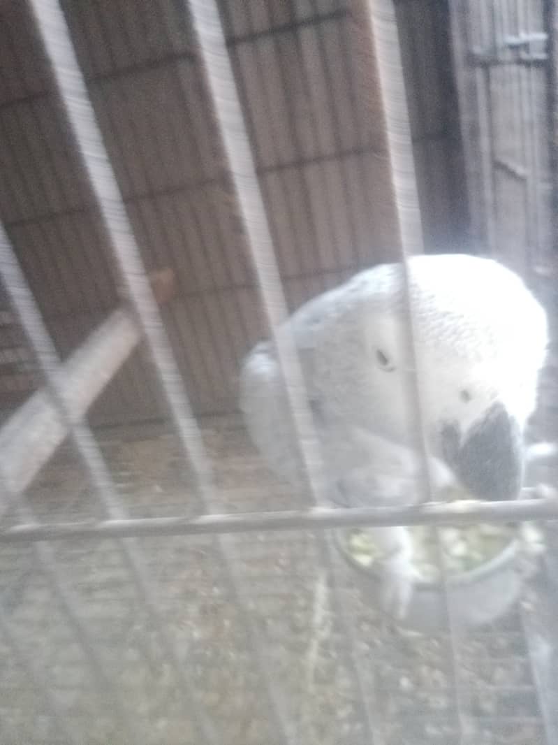 Grey parrot breeder pair 4