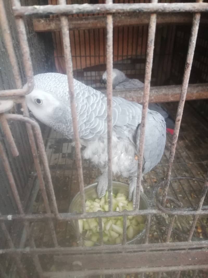 Grey parrot breeder pair 5