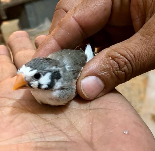 Rare red eyes zebra finch , pied finch 1