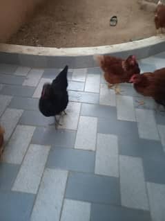 Hen for sale