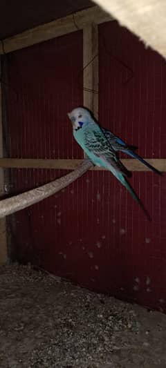 Exhibition parrot matki eggs Breeder Pair for Sale