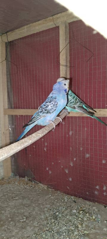 Exhibition parrot matki eggs Breeder Pair for Sale 1