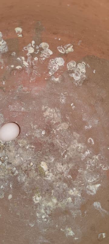 Exhibition parrot matki eggs Breeder Pair for Sale 2