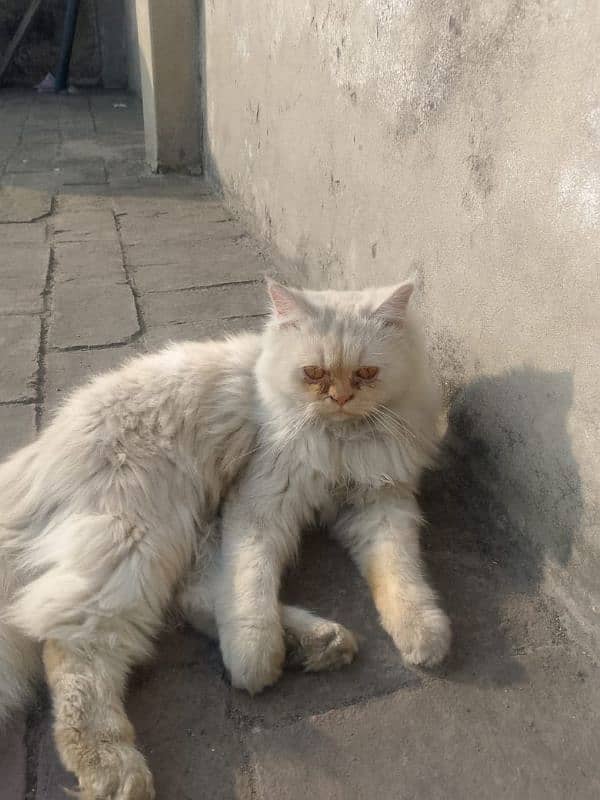 cat female for sale 1