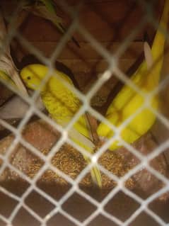 budgie sale urgent sale I need for money please