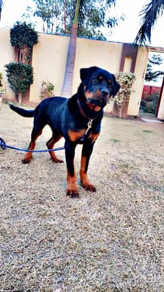 Rottweiler pedigree 5 month