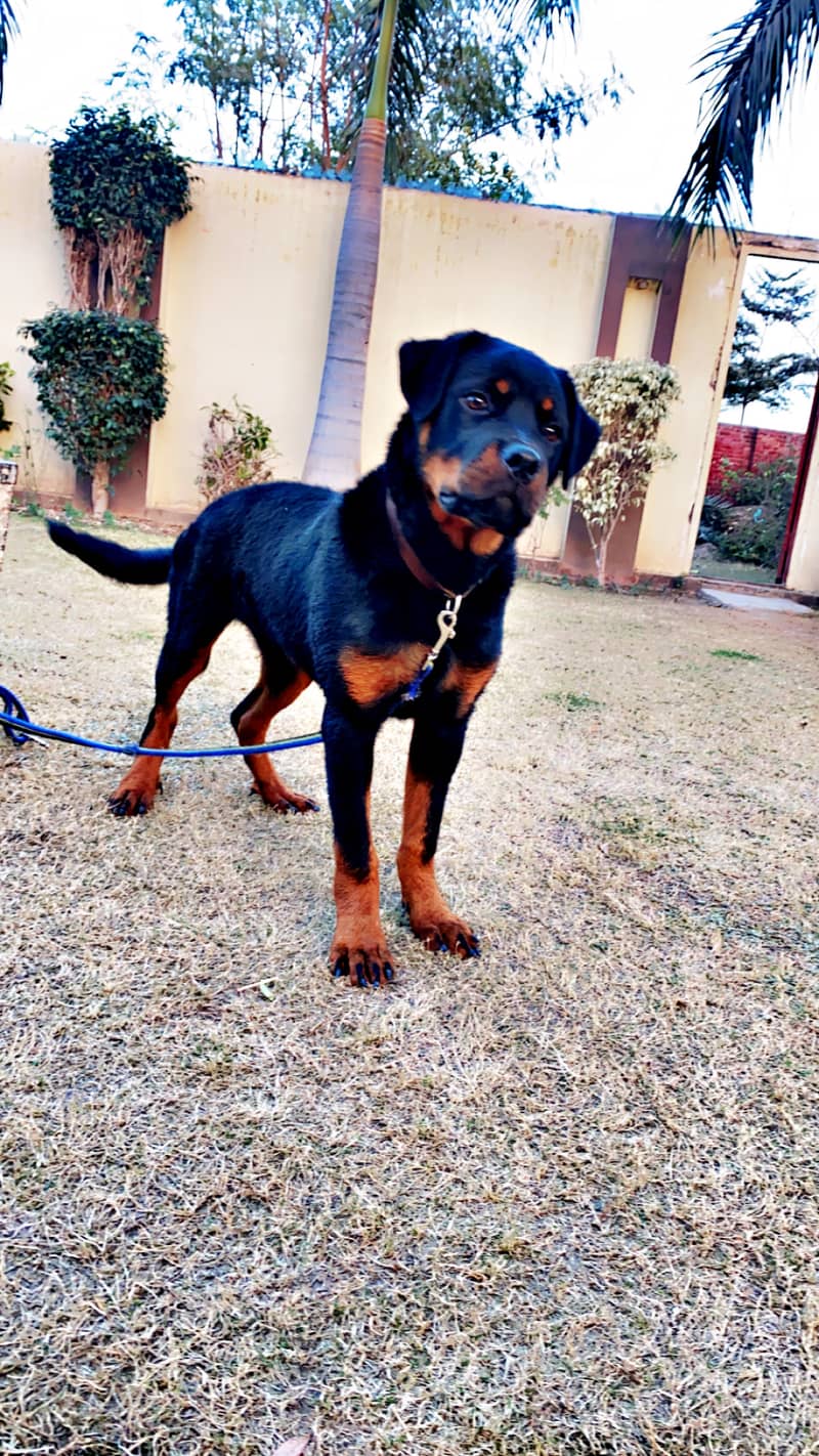 Rottweiler pedigree 5 month 0