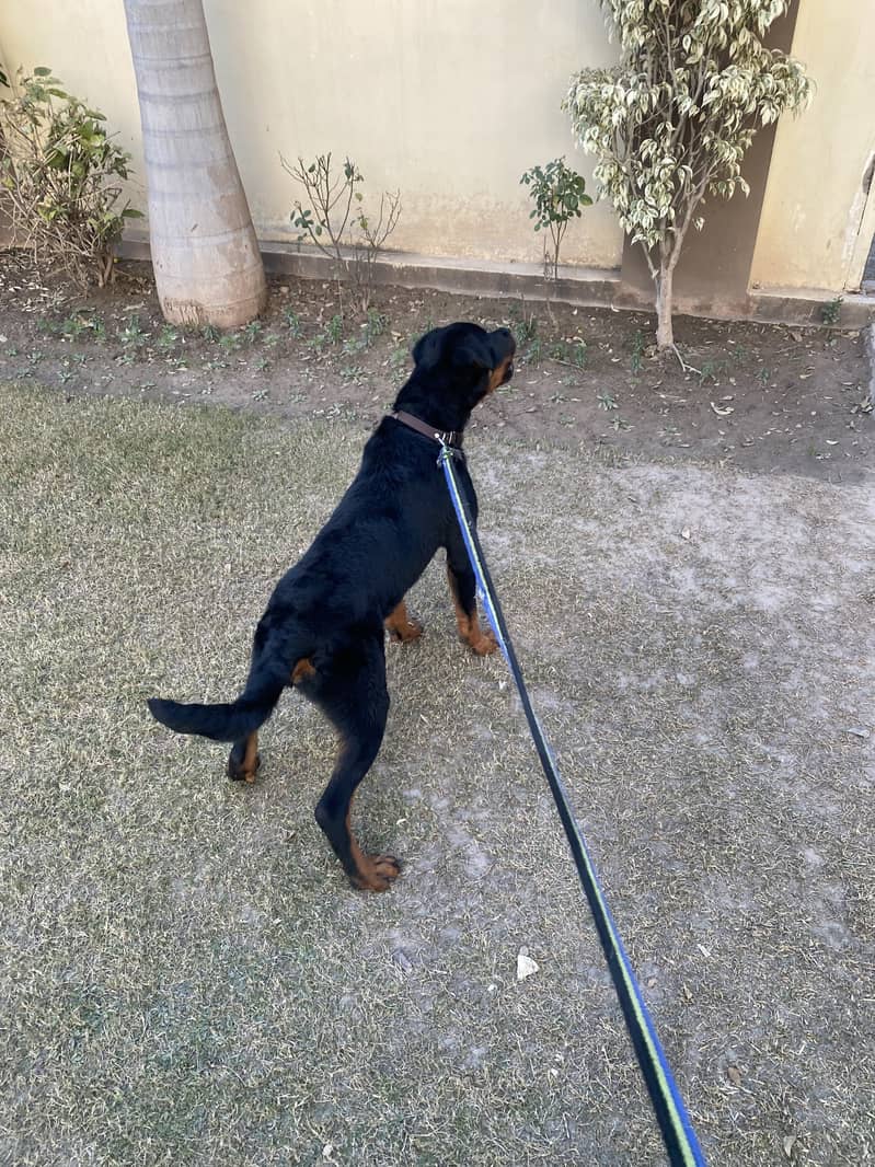 Rottweiler pedigree 5 month 1