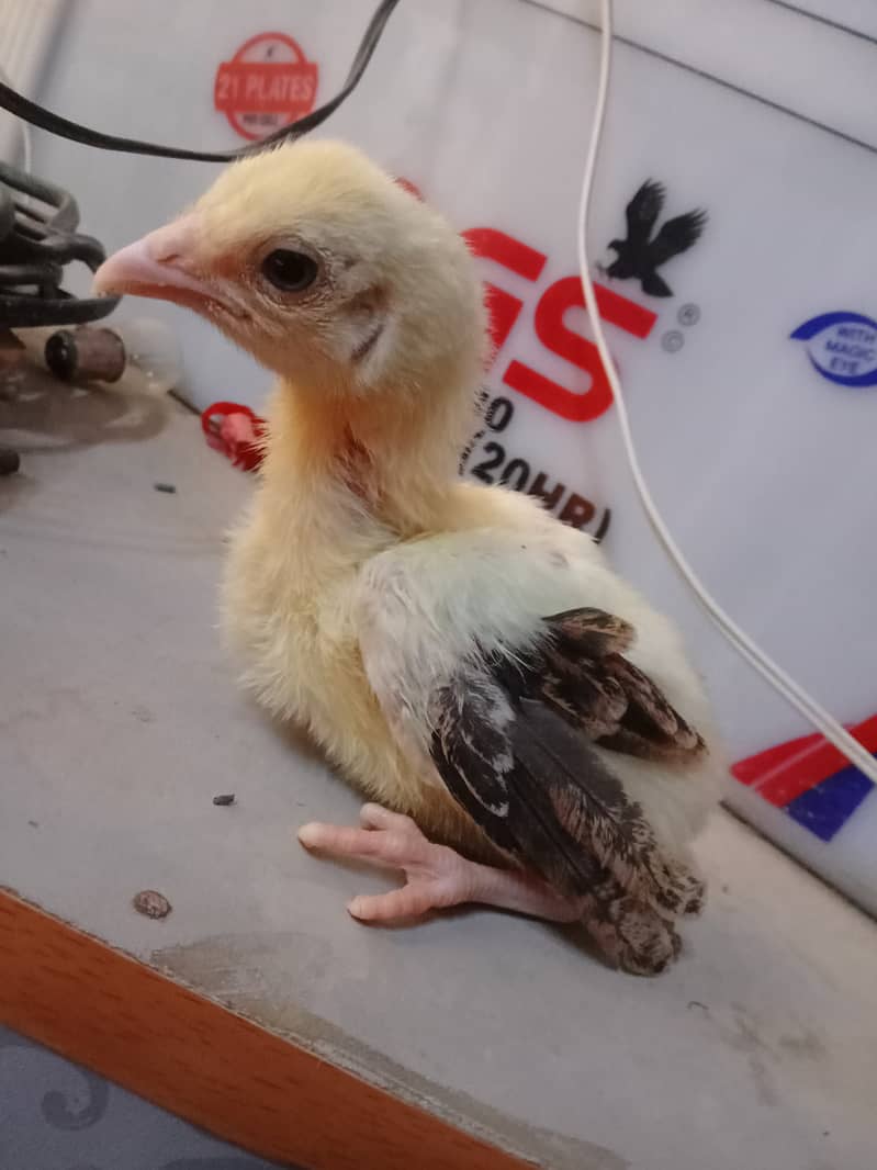 Aseel Quality Chicks | Golden Misri Pair | Egg Lying 3