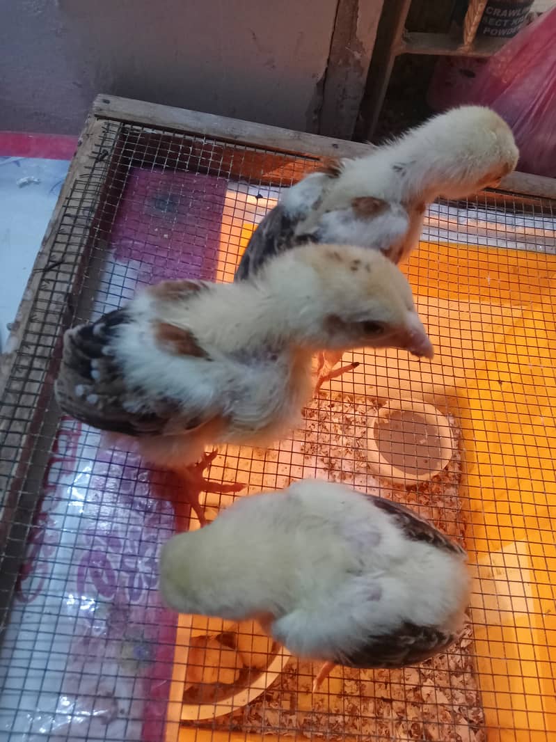 Aseel Quality Chicks | Golden Misri Pair | Egg Lying 5