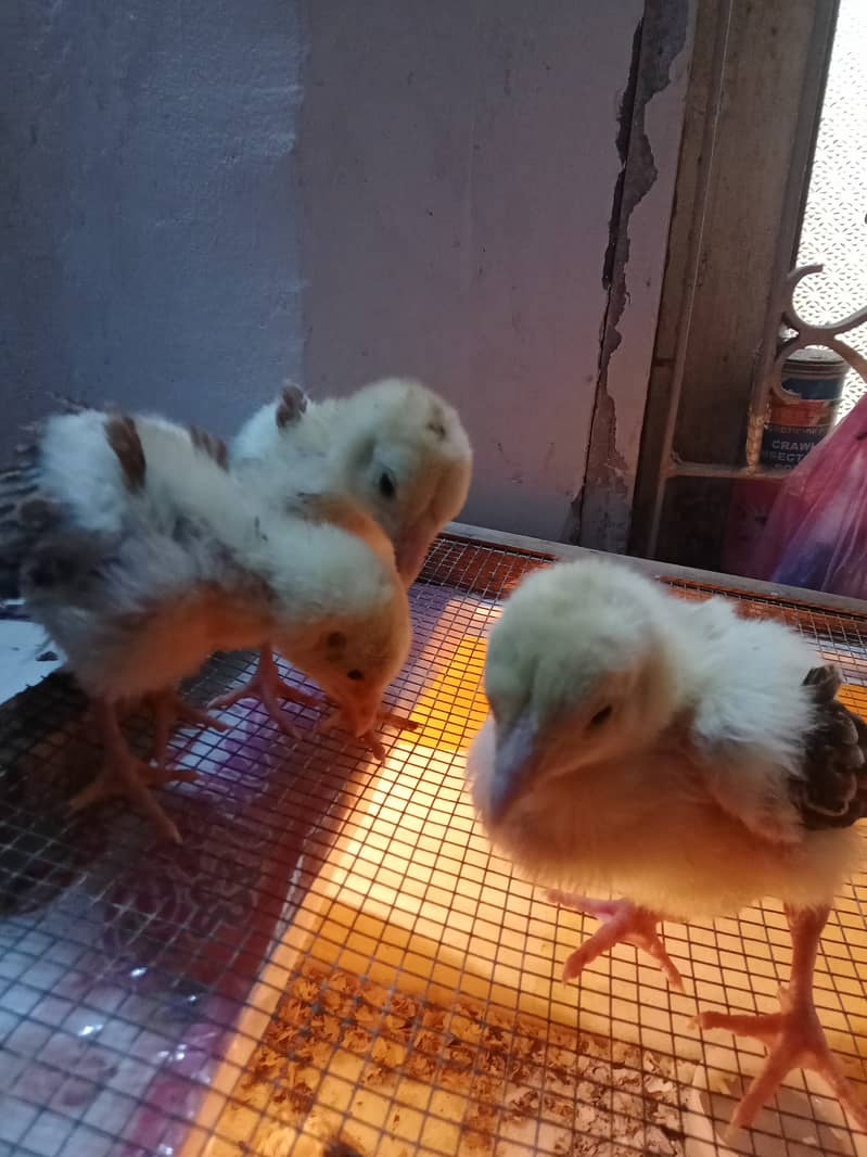 Aseel Quality Chicks | Golden Misri Pair | Egg Lying 6