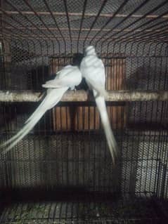 Ringneck white pair