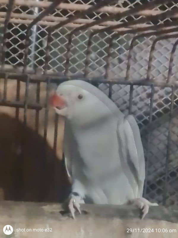 Ringneck white n cobalt female 0