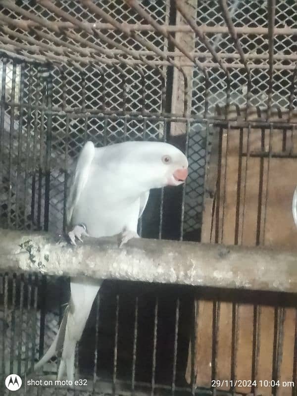 Ringneck white n cobalt female 1