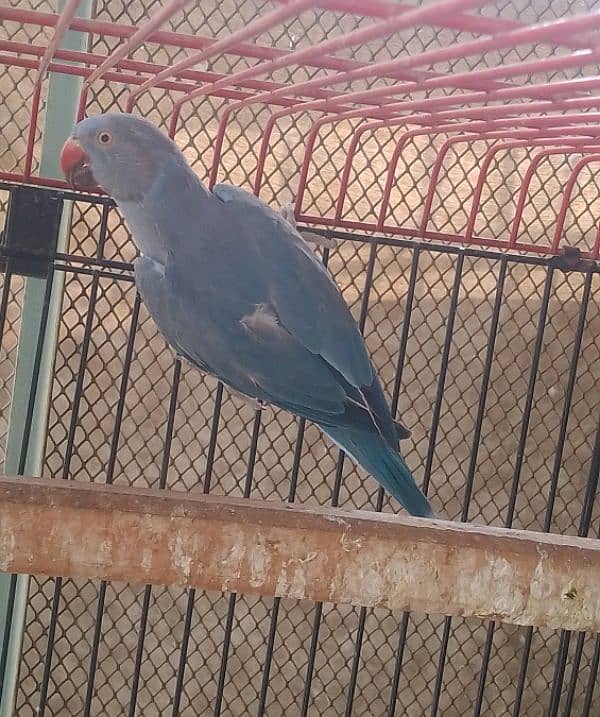 Ringneck white n cobalt female 2