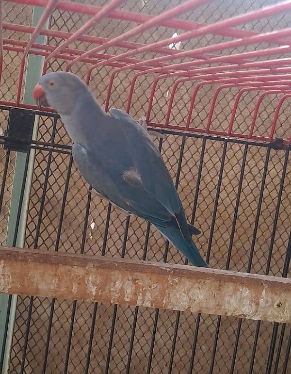 Ringneck white n cobalt female 3