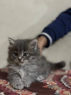 45 to 50 days Kittens available