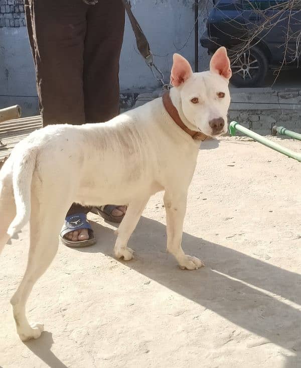 pure gultair female for sale 4