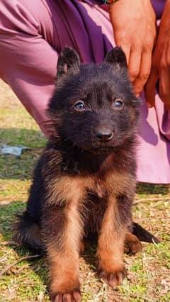 German Shepherd female propar long coat black mask for sale