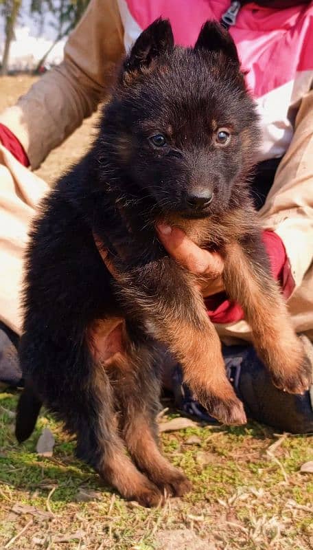 German Shepherd female propar long coat black mask for sale 1