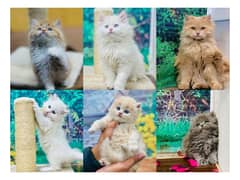 Persian hamalian british punch face piki face cat's and kitten's