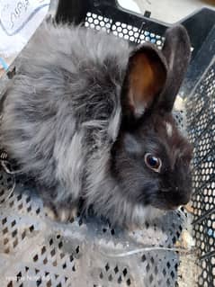 angora breeding female