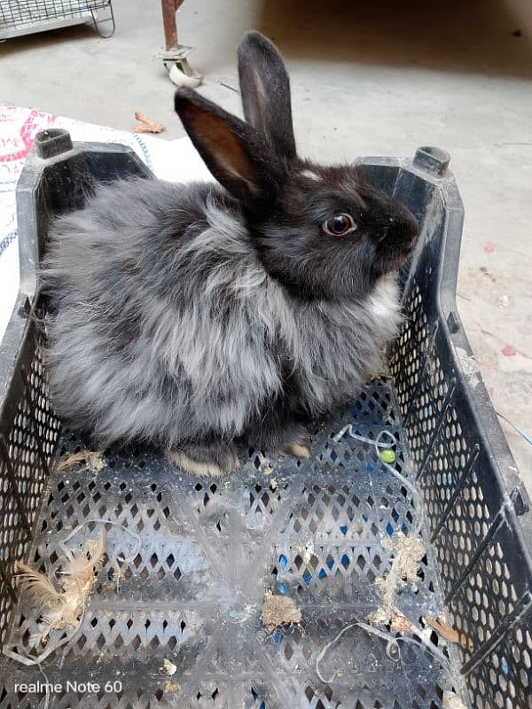 angora breeding female 1