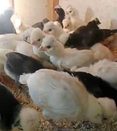 polish and Ayam cemani chicks for sale