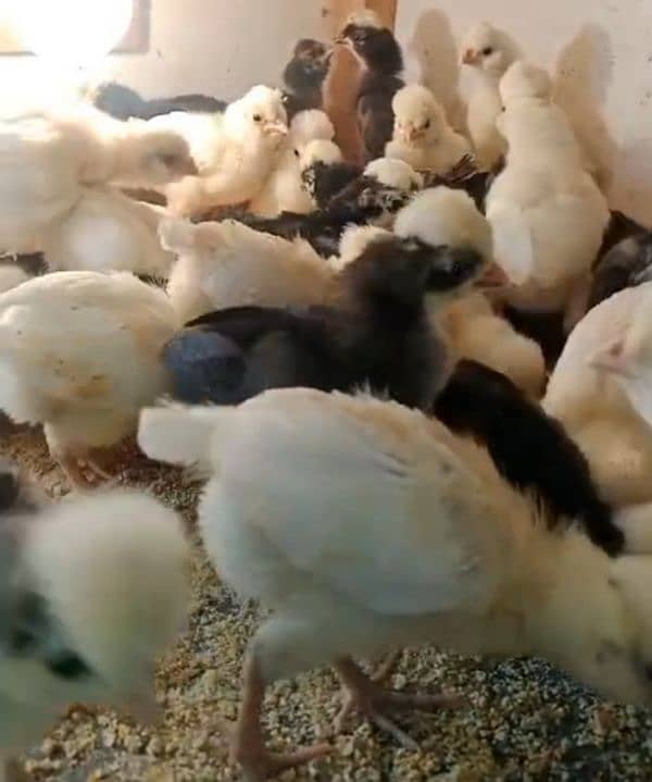 polish and Ayam cemani chicks for sale 1