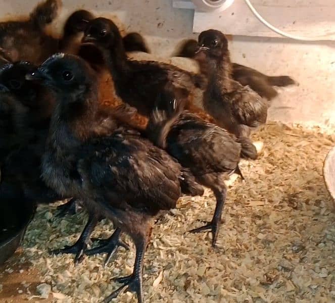 polish and Ayam cemani chicks for sale 4