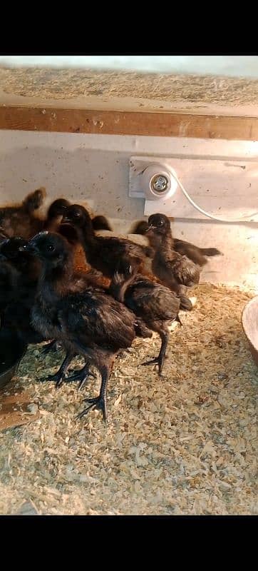 polish and Ayam cemani chicks for sale 5