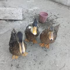 Ducks