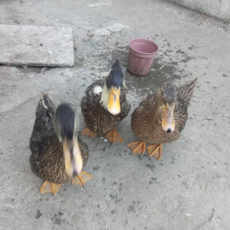 Ducks for sale 0