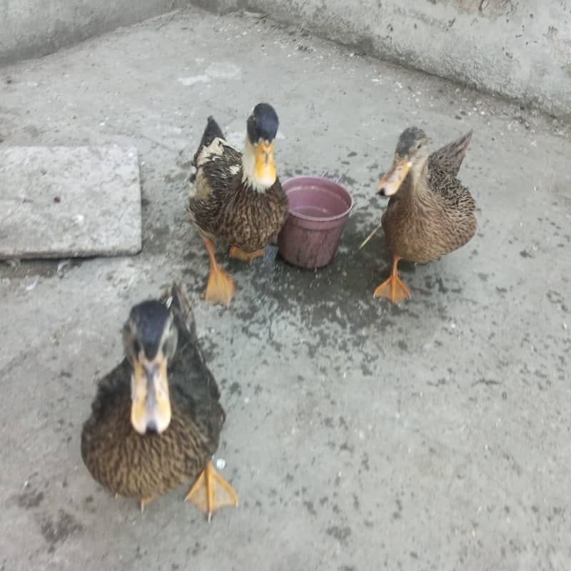 Ducks for sale 1