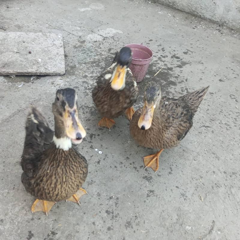 Ducks for sale 2