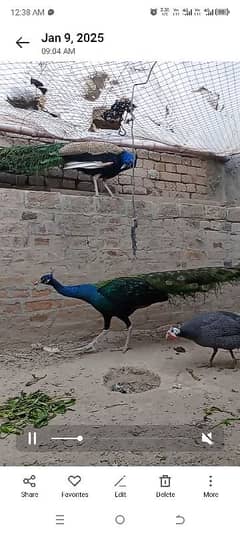 Peacock For Sale