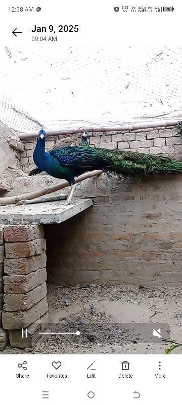 Peacock For Sale 1