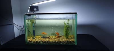 fish aquarium